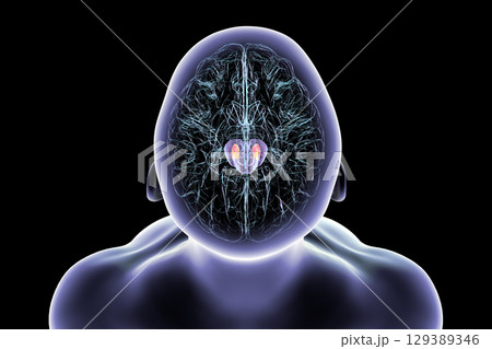 Human brain with highlighted substantia nigra, 3D illustration. 129389346