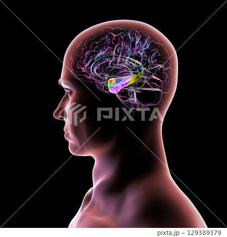 Human brain mid-section with highlighted amygdala (red), hippocampus (blue), parahippocampal gyrus and associated cortices: perirhinal (green), entorhinal (purple), parahippocampal (yellow). 129389379