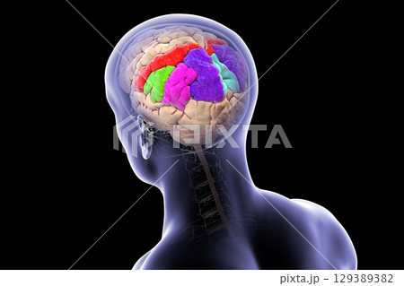 Brain parietal gyri: postcentral (red), superior parietal lobule (dark blue), inferior parietal lobule with supramarginal gyrus (green), angular (purple), and precuneus (light blue), 3D illustration 129389382