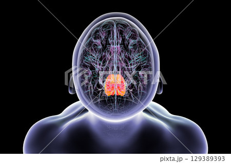 Pons highlighted in human brain, 3D illustration. 129389393