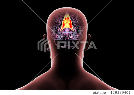 Human brain with highlighted precuneus gyrus, 3D illustration 129389401