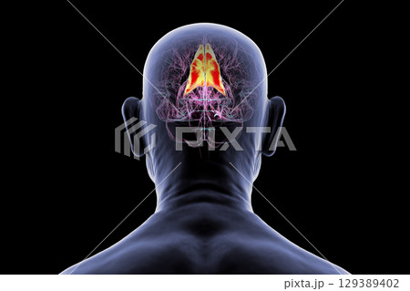 Human brain with highlighted precuneus gyrus, 3D illustration 129389402