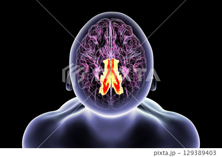 Human brain with highlighted precuneus gyrus, 3D illustration 129389403