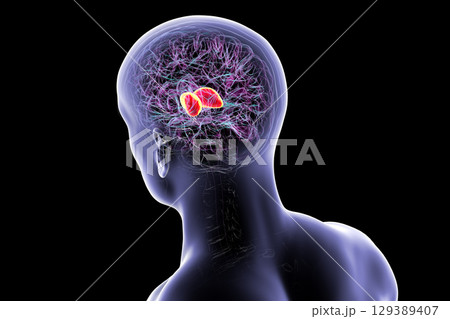 Thalamus in human brain, 3D illustration Thalamus in human brain, 3D illustration 129389407