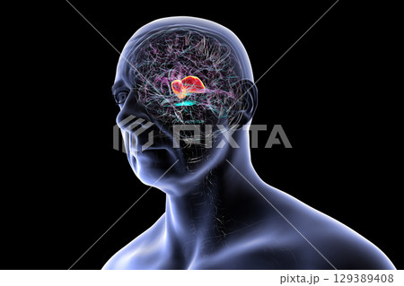 Thalamus in human brain, 3D illustration Thalamus in human brain, 3D illustration 129389408