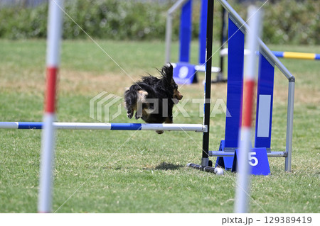 ジャンプするダックスの後ろ姿　ドッグアジリティ　ドッグスクール　ドッグスポーツ 129389419