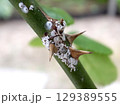 バラシロカイガラムシ　カイガラムシ　薔薇の害虫 129389555