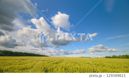 The Beautiful Golden Fields Stretching Beneath a Clear Blue Sky Painted with Cloud Patterns 129389621