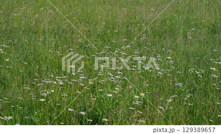 A Beautiful Meadow Full of Colorful Wildflowers on a Bright and Sunny Day Outside 129389657