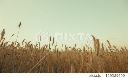 The Golden Grasses Stand Tall and Proud Under the Clear Expansive Sky at Soft Dusk Time The Golden Grasses Stand Tall and Proud Under the Clear Expansive Sky at Soft Dusk Time 129389690