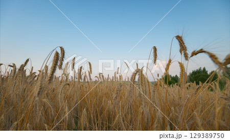A Beautiful Golden Wheat Field Gently Spanning Beneath a Clear, Bright Blue Sky Above A Beautiful Golden Wheat Field Gently Spanning Beneath a Clear, Bright Blue Sky Above 129389750