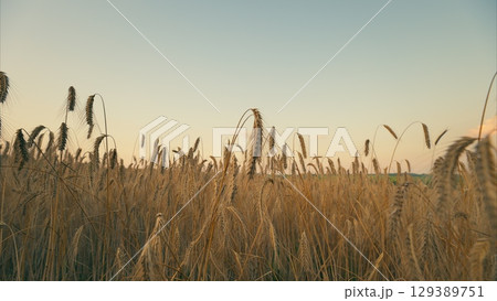 A beautiful golden field at dusk, enhanced by a gentle, calming breeze blowing peacefully A beautiful golden field at dusk, enhanced by a gentle, calming breeze blowing peacefully 129389751