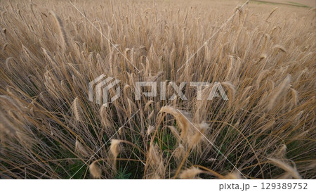 Golden Grasses in Soft, Emphasized Light for a Picturesque and Aesthetic Viewpoint 129389752