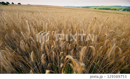 A picturesque golden wheat field stretches beautifully under a soft, serene sky above 129389753