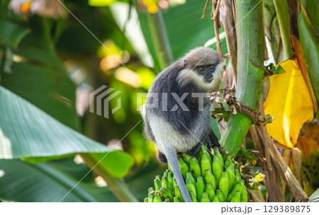 A purple-faced langur monkey sits on a banana bunch in a tree. It holds the bananas while looking toward the camera 129389875
