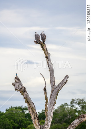 Two white-bellied sea eagles perch closely on a dead tree against the gloomy skies at Yala National Park, Sri Lanka. Two white-bellied sea eagles perch closely on a dead tree against the gloomy skies at Yala National Park, Sri Lanka. 129389883