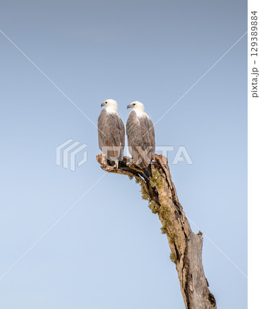 Two white-bellied sea eagles perch closely on a dead tree against the gloomy skies at Yala National Park, Sri Lanka. 129389884