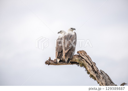 Two white-bellied sea eagles perch closely on a dead tree against the gloomy skies at Yala National Park, Sri Lanka. 129389887