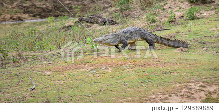 A large mugger crocodile walks on the grassy ground towards a water body at Yala National Park. A large mugger crocodile walks on the grassy ground towards a water body at Yala National Park. 129389889
