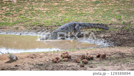 A crocodile moves into a muddy waterhole at Yala National Park, Sri Lanka. Another smaller crocodile rests on the bank 129389894