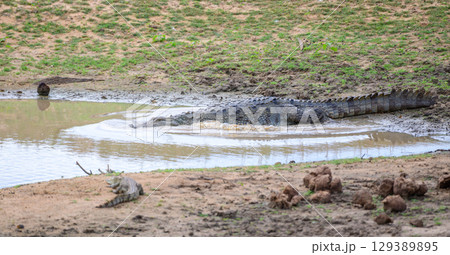 A crocodile moves into a muddy waterhole at Yala National Park, Sri Lanka. Another smaller crocodile rests on the bank A crocodile moves into a muddy waterhole at Yala National Park, Sri Lanka. Another smaller crocodile rests on the bank 129389895