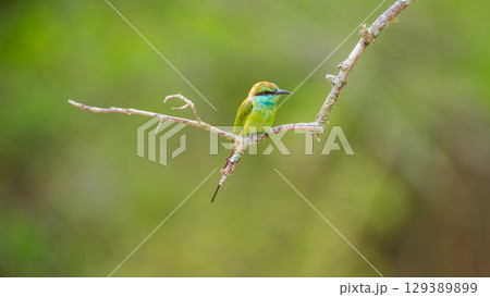 Green bee-eater sitting on a thin branch at Yala National Park, Sri Lanka. 129389899