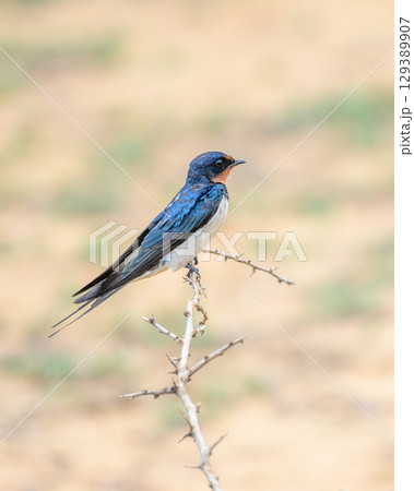 A barn swallow bird perched on a dry thorny branch at Yala National Park, Sri Lanka. A barn swallow bird perched on a dry thorny branch at Yala National Park, Sri Lanka. 129389907