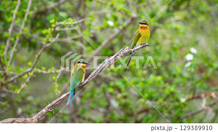 A pair of blue-tailed bee-eaters perched on a tree branch. 129389910
