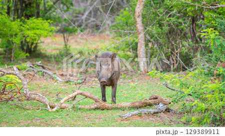 A wild boar stands near a fallen tree branch, staring directly at the camera at Yala National Park, Sri Lanka. 129389911