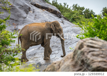 An elephant with tusks stands on wet rocks in the rain at Yala National Park, Sri Lanka. 129389912
