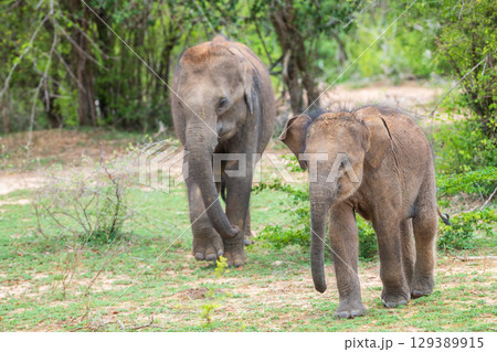 A playful calf and a juvenile elephant in their natural habitat in Yala National Park. A playful calf and a juvenile elephant in their natural habitat in Yala National Park. 129389915