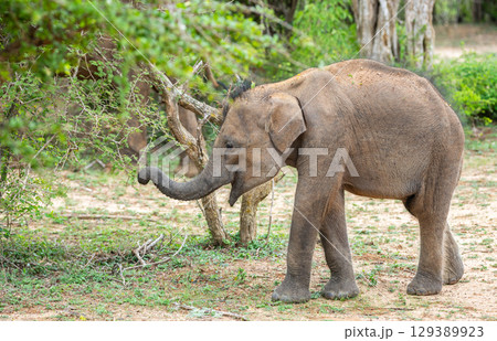 A cute baby elephant uses its trunk to reach leaves from a bush at Yala National Park, Sri Lanka. A cute baby elephant uses its trunk to reach leaves from a bush at Yala National Park, Sri Lanka. 129389923