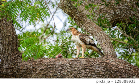 A changeable hawk-eagle on a tree branch with parts of a prey at Yala National Park, Sri Lanka. The raptor watches its surroundings while guarding the kill 129389933