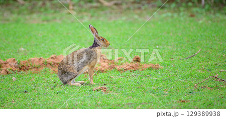 Rabbit in the grass, A wild black-naped hare with striking upright ears, remains alert on the forest floor. 129389938