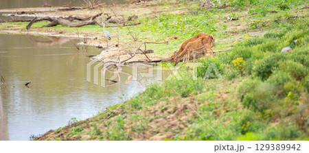 Two spotted deer are drinking water at the edge of a waterhole. Two spotted deer are drinking water at the edge of a waterhole. 129389942