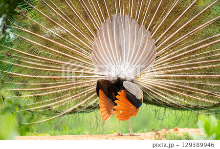 A peacock displays its tail feathers in a fan shape during a courtship dance with its back facing the camera 129389946