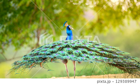 A peacock lowering its tail feathers after the courtship dance, view from behind A peacock lowering its tail feathers after the courtship dance, view from behind 129389947