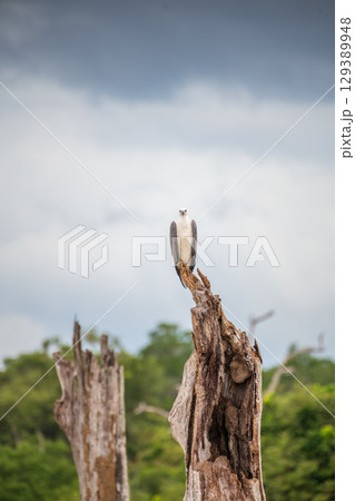 White-bellied sea eagle stands on top of a dead tree at Yala National Park, Sri Lanka. The bird looks ahead with the forest and sky in the background White-bellied sea eagle stands on top of a dead tree at Yala National Park, Sri Lanka. The bird looks ahead with the forest and sky in the background 129389948