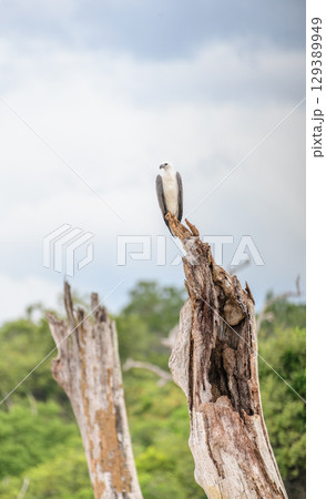 White-bellied sea eagle stands on top of a dead tree at Yala National Park, Sri Lanka. The bird looks ahead with the forest and sky in the background 129389949