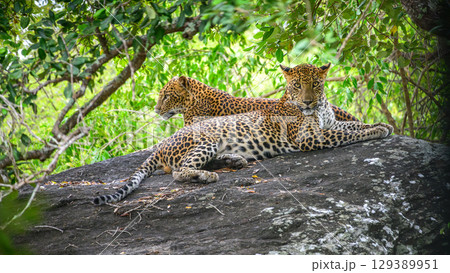 Two leopards rest on a rock at Yala National Park, Sri Lanka. One leopard stares at the camera while the other looks away into the forest 129389951