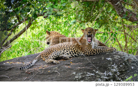Two leopards rest on a rock at Yala National Park, Sri Lanka. One leopard yawns while the other looks away into the forest 129389953