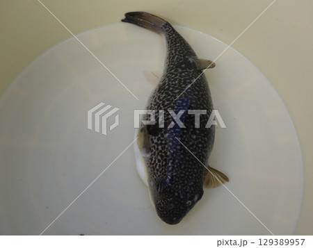 フグが釣れました フグが釣れました 129389957