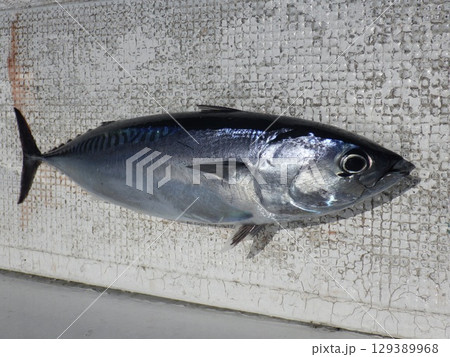 ソウダガツオが釣れました 129389968