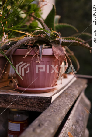 Dried potted potted flowers on the balcony 129390107