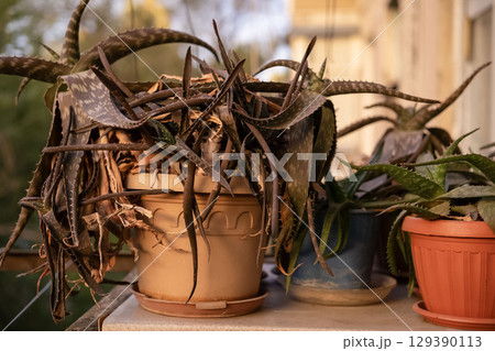 Dried potted potted flowers on the balcony 129390113