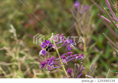 Beautiful wildflowers Beautiful wildflowers 129390134