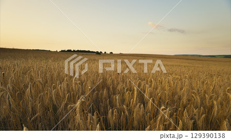 Golden Fields at Sunset, showcasing the beauty of agriculture in a vibrant countryside scene Golden Fields at Sunset, showcasing the beauty of agriculture in a vibrant countryside scene 129390138