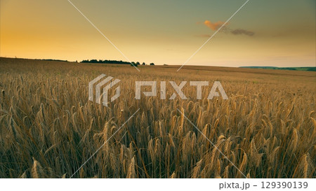 A Serene Golden Field Sprawling Under the Beautiful Twilight Sky, with Nature all Around A Serene Golden Field Sprawling Under the Beautiful Twilight Sky, with Nature all Around 129390139