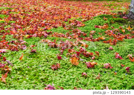 大原　三千院　有清園　美しい散りもみじと苔のコントラスト（京都府京都市左京区） 129390143