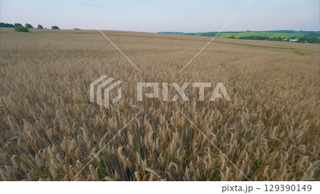 A vast golden meadow stretches endlessly under a bright blue sky, inviting tranquility 129390149